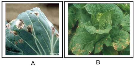(A) Bệnh đốm vòng trên lá cải bắp; (B) Bệnh đốm vòng trên lá cải dún