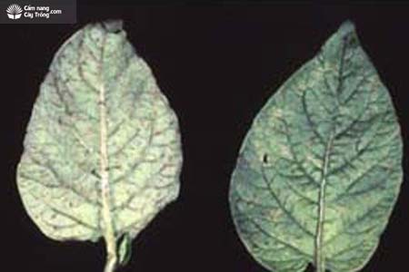 Bệnh khảm do virus trên lá