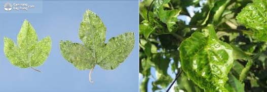 Bệnh quăn lá do Papaya leaf curl virus trên cây chanh dây