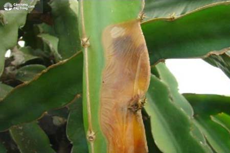 Bệnh thối bẹ trên cây thanh long Fusarium sp.