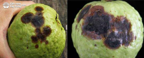 Triệu chứng bệnh thối đen trên trái Phyllosticta psidijcola