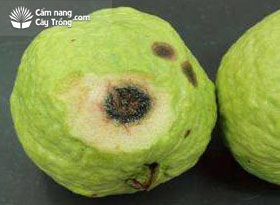Triệu chứng bệnh thối đen trong thịt trái do nấm Phyllosticta psidijcola