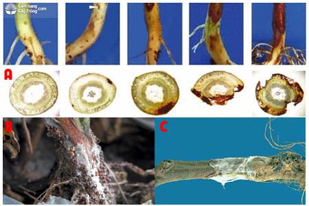 Bệnh thối gốc hại đậu Rhizoctonia spp. và Sclerotium spp.