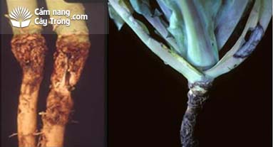 (A) Bệnh thối gốc cải bắp; (B) Bệnh gây hại cả khi cây lớn.