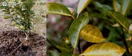 Bệnh vàng lá thối rễ Phytophthora spp., Rhizoctonia solani, Sclerotium spp., Fusarium spp.