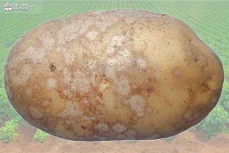 Bệnh vảy bạc trên khoai tây