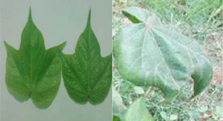 Lá cây bông bị bệnh xanh lùn và lá cây bông phát triển bình thường