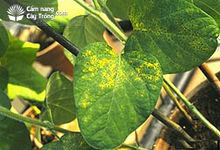 Phakopsora pachyrhizi bệnh rỉ hại đậu tương (đậu nành)