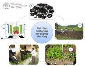 Mô hình ứng dụng sản biochar từ phế phụ phẩm nông nghiệp