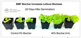 Thí nghiệm cây ngô trồng trên đất không và đất có bổ sung biochar