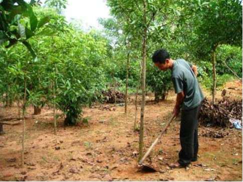 Bời lời trồng trên đất đỏ bazan