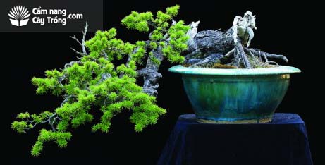 Cây cảnh (bonsai) giúp con người hoà hợp với thiên nhiên