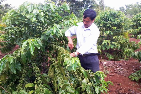 Cây cà phê trồng trên đất đỏ bazan ở các tỉnh Tây Nguyên.