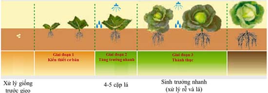 Mô tả các giai đoạn sinh trưởng cơ bản của cây cải bắp