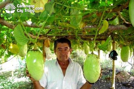 Chanh dây khổng lồ (Giant passionfruit)