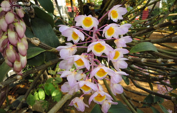 Hoàng thảo tua (Dendrobium harveyanum)