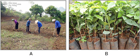 (A) Chuẩn bị đất trồng cà phê; (B) Cây giống cà phê