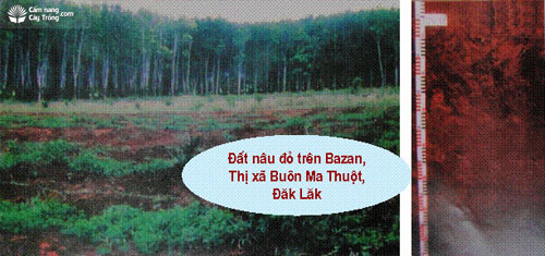 Đất nâu đỏ trên Bazan 2