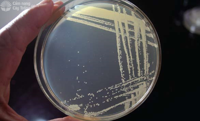 Đĩa cấy vi khuẩn phát triển sau 2 ngày ở nhiệt độ 25°C