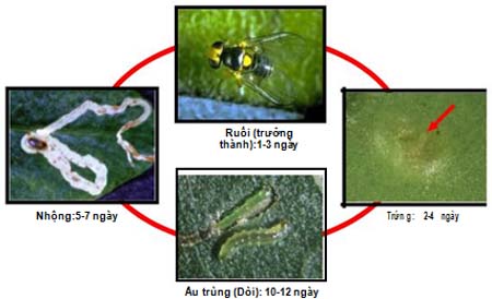 Vòng đời của dòi đục lá (Liriomyza trifoli)