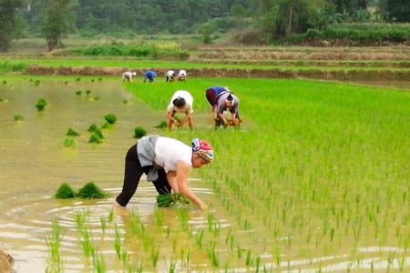 Giá phân bón tăng cao khiến nông dân gặp khó khăn