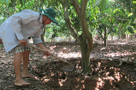 Hướng dẫn kỹ thuật bón phân cho cây ăn quả