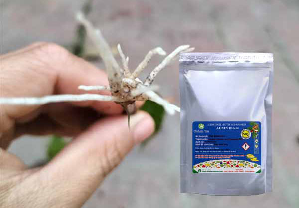 Sản phẩm Auxin IBA-K