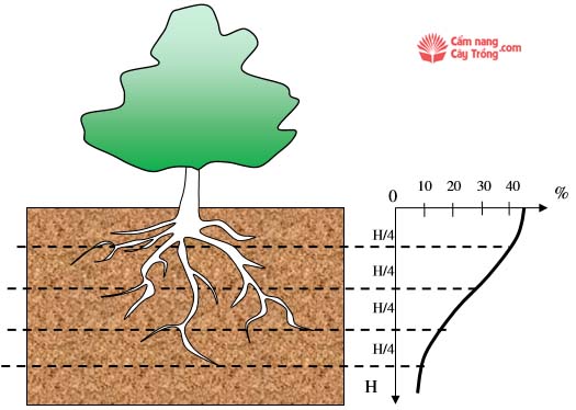 Khả năng hút nước của cây trồng theo độ sâu