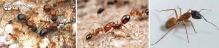 Các loài kiến sống kết hợp với rệp sáp