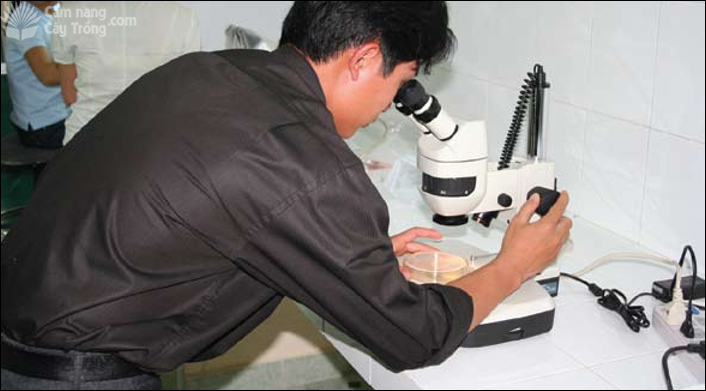 Kiểm tra các tản nấm dưới kính lúp soi nổi