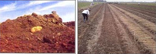 Làm đất trồng khoai tây