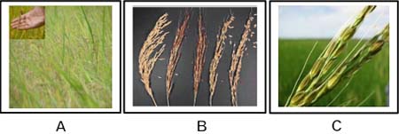 (A) Lúa cỏ thường rất dễ rụng khi gặp các tác nhân cơ học bất kỳ; (B) Trên đồng thường có rất nhiều giống lúa cỏ khác nhau; (C) Một số giống lúa cỏ có đuôi.