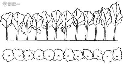 Mô hình trồng cây chùm ngây phân tán