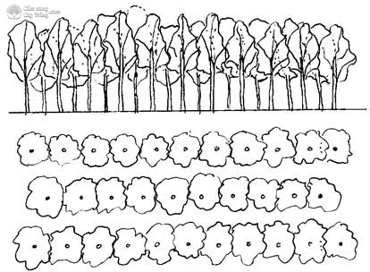 Mô hình trồng cây chùm ngây tập trung