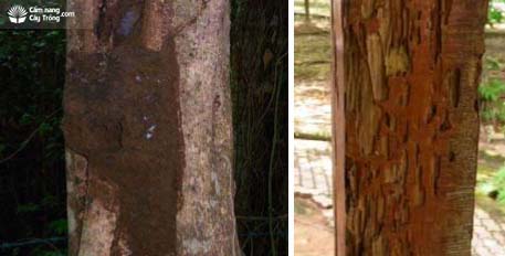 Tổ mối trên cây và tổ mối trong cấu trúc gỗ