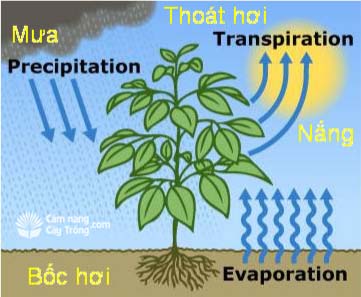 Một số yếu tố khí hậu tác động lên cây trồng