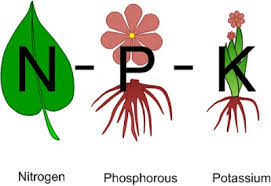 Phân bón NPK cung cấp dưỡng chất cây trồng