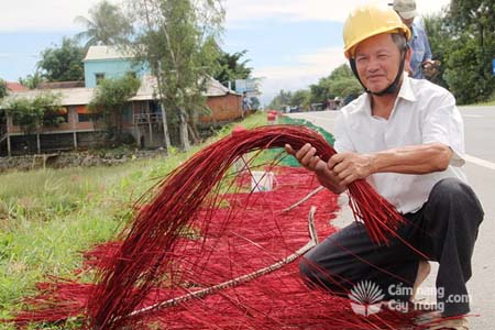 Ông Phó góp phần giữ vùng nguyên liệu cói cho làng nghề dệt chiếu xã Hoài Châu Bắc