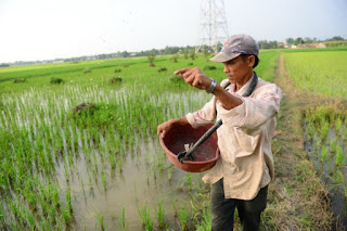 Một nông dân bón phân cho lúa tại huyện Bình Chánh, TP.HCM