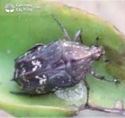 bọ hung đục cành (ngâu) (Protaetia sp.)
