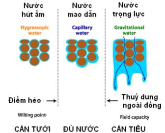 Quan hệ giữa đất nước và cây trồng