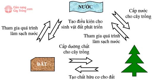 Quan hệ tương tác giữa đất nước và cây trồng