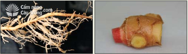Tuyến trùng nốt sưng (Meloidogyne sp.) có trong một số mẫu rễ - Cắt củ ra khỏi rễ và thân