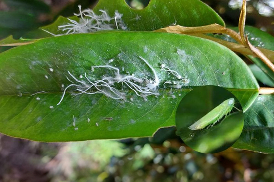 rầy xanh hại sầu riêng