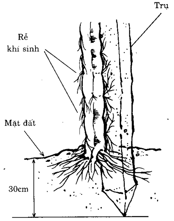 Rễ cây thanh long