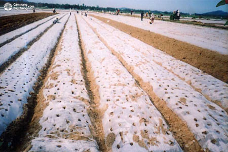 Ruộng lạc che phủ nilon đã đục lỗ chuẩn bị gieo hạt