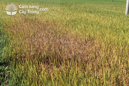 Ruộng lúa bị rầy nâu phá hại