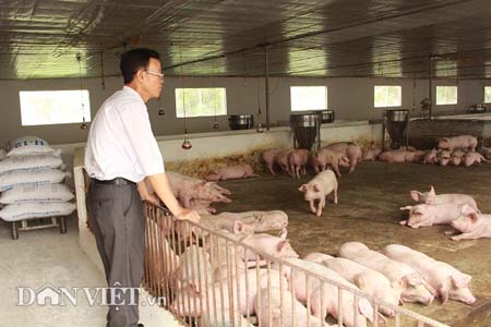 Lợi nhuận từ việc sản xuất phân bón hữu cơ vi sinh từ chất thải đàn lợn đang là giải pháp “cứu cánh” cho gia đình ông Căn duy trì đàn lợn.