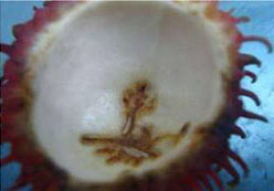 Sâu đục trái chôm chôm Conopomorpha cramerella