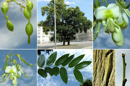 Styphnolobium japonicum (L.) Schott Cây hoa hòe